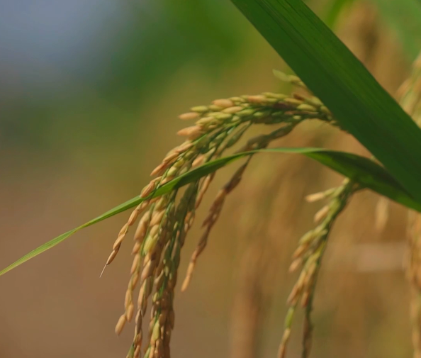 来大田丰收节，感受风平浪静的闲暇
