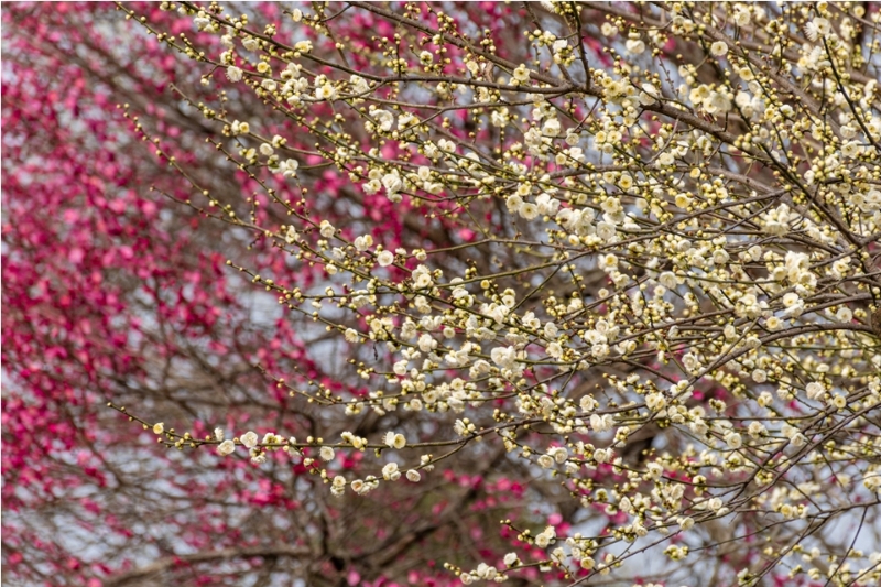 来温江赏红梅，诗意美图抢先看