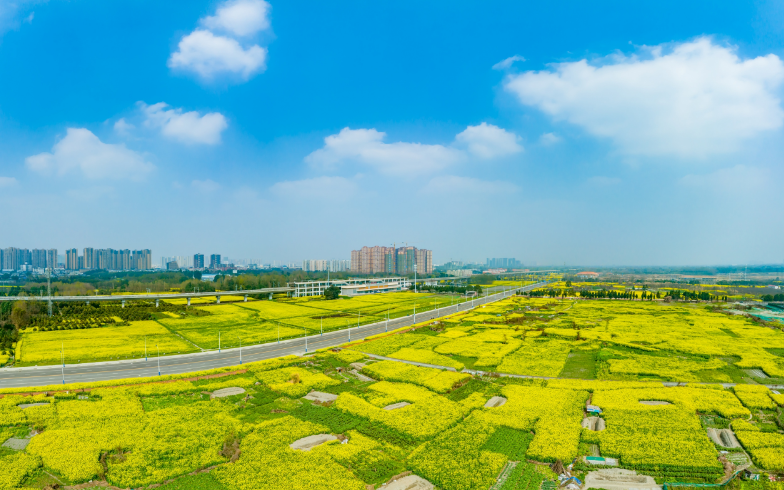 春天里的故事 从那一片金灿灿的花田说起