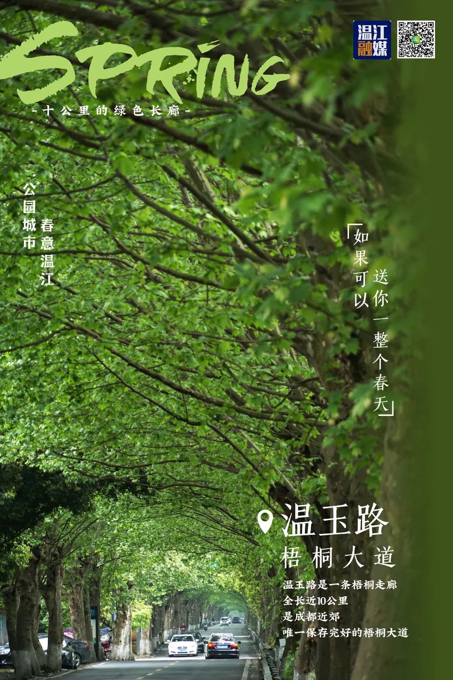 海报 | 梧桐大道又美了