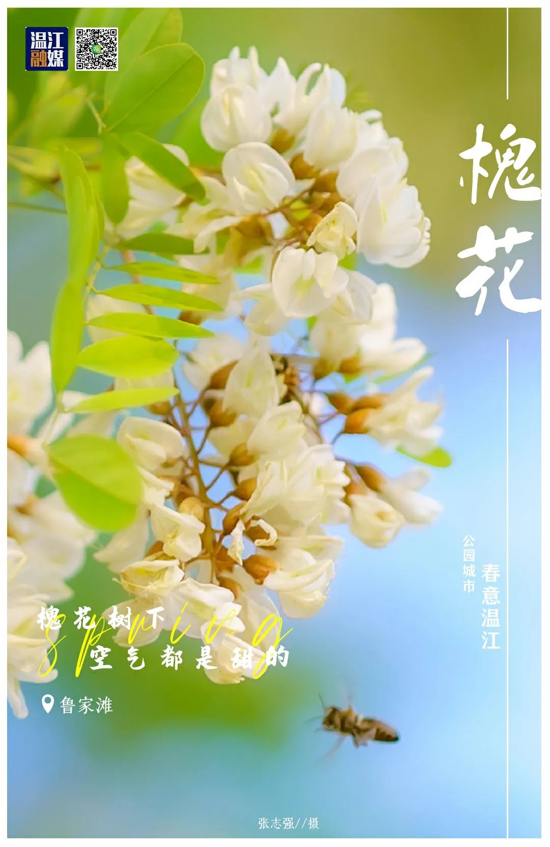 海报 | 槐花树下 空气都是甜的