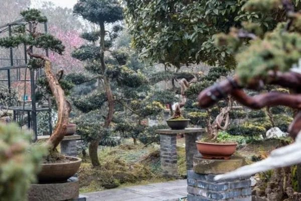 立体的画，无声的诗！ “小盆景”种出“大风景”