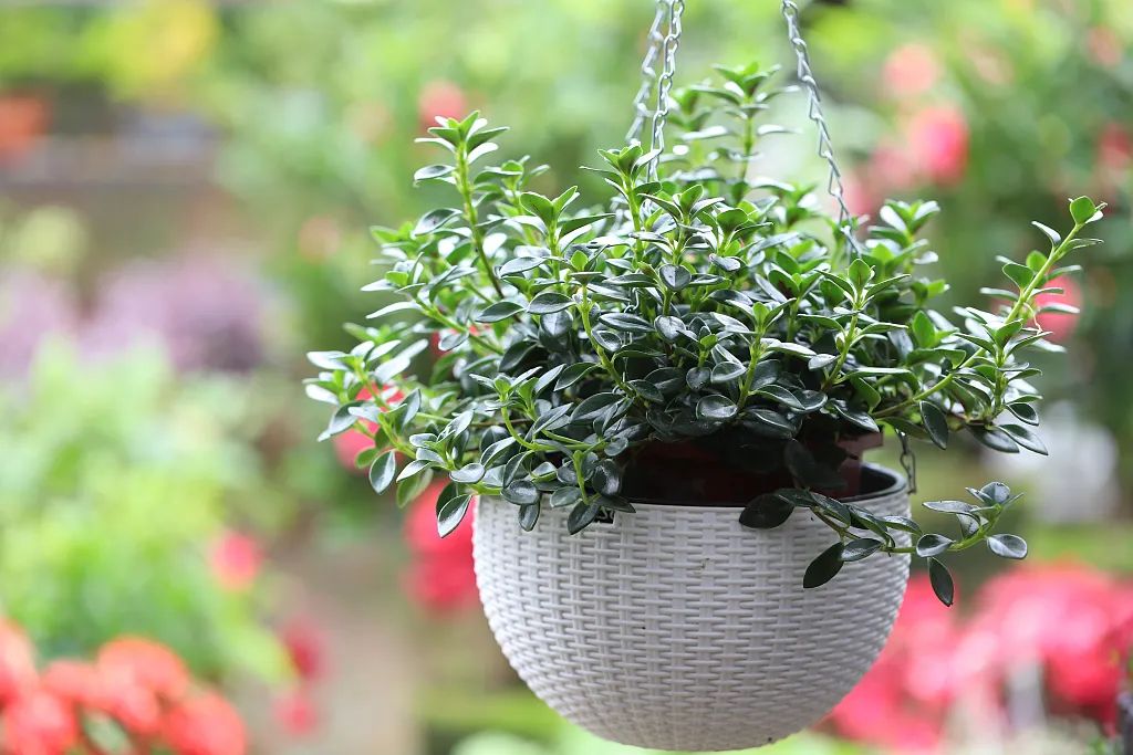 最适合一边吹空调一边净化空气的绿植，你知多少？