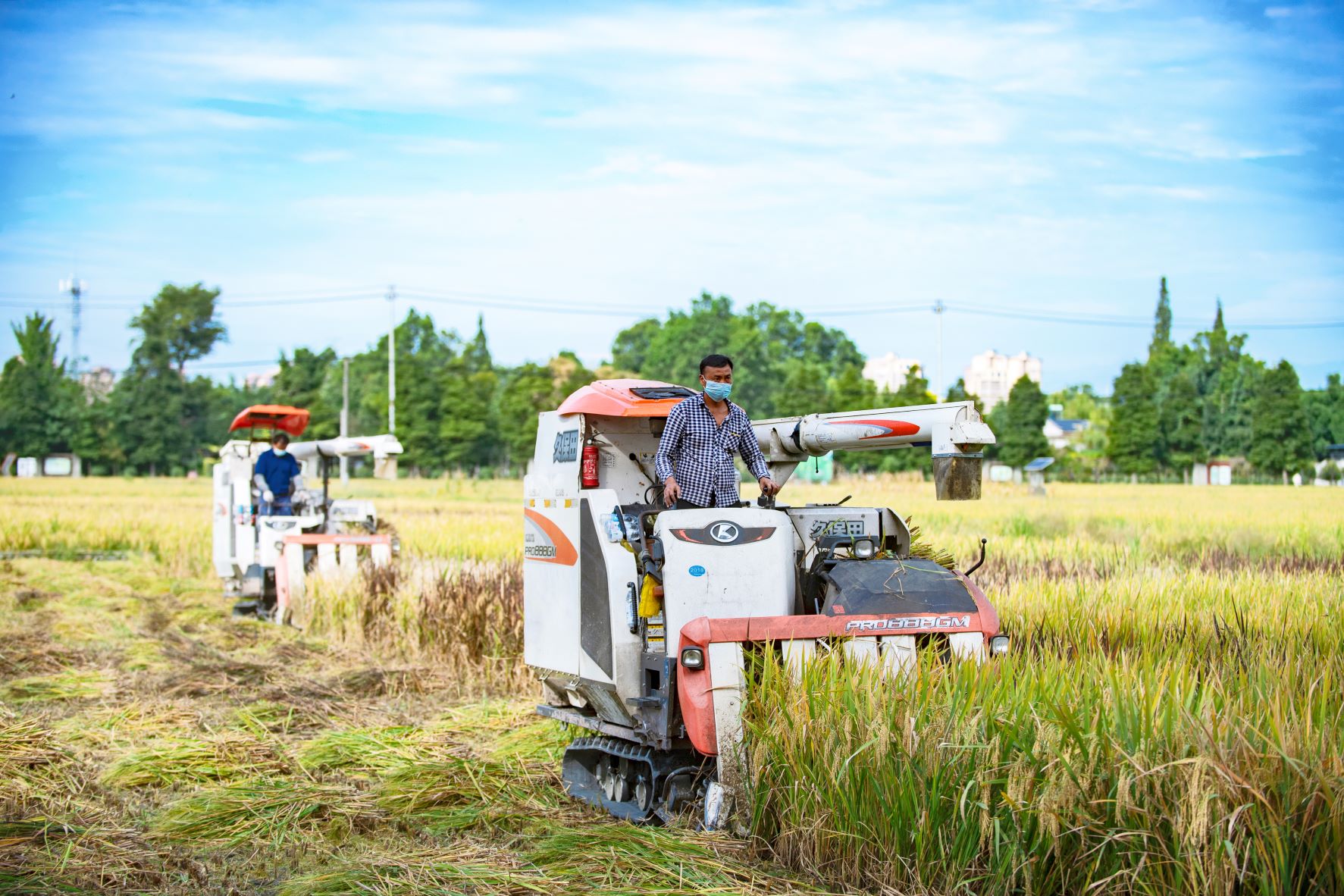 图说温江丨“丰”景美如画  秋收正当时  