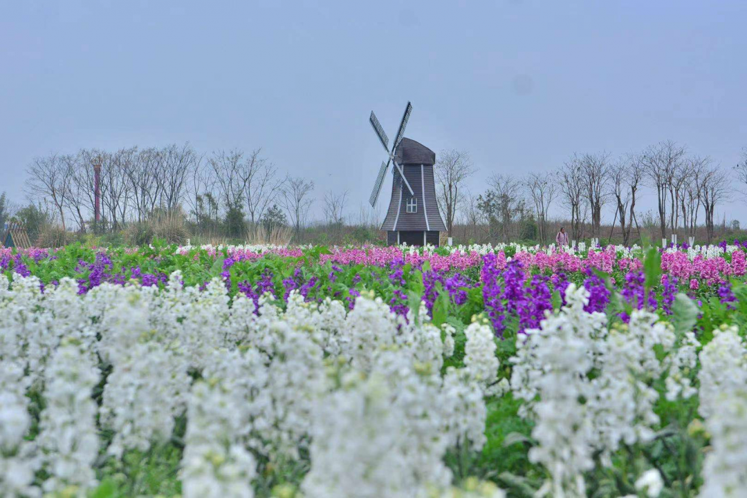 成都温江：以花为媒 瞭望花卉文化产业之梦