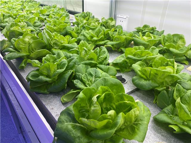 走近5G移动式智慧植物工厂  感受现代农业前沿技术