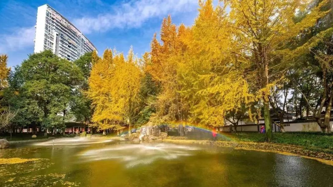 FUN ‖ Catching the Right Moment to Encounter Golden Leaves时已入冬，景在秋。来赏这一片金黄