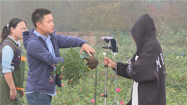 出新招亮新品  温江花卉电商奋战“双十一”
