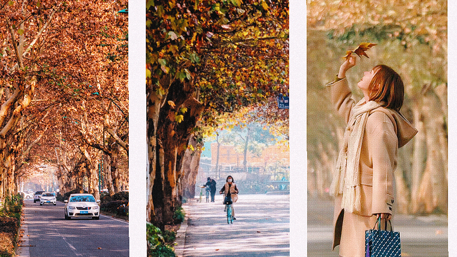 图说温江丨金风细细 叶叶梧桐坠