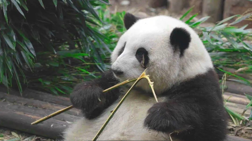 共赴大运之约 | “花花”喊你果赖！