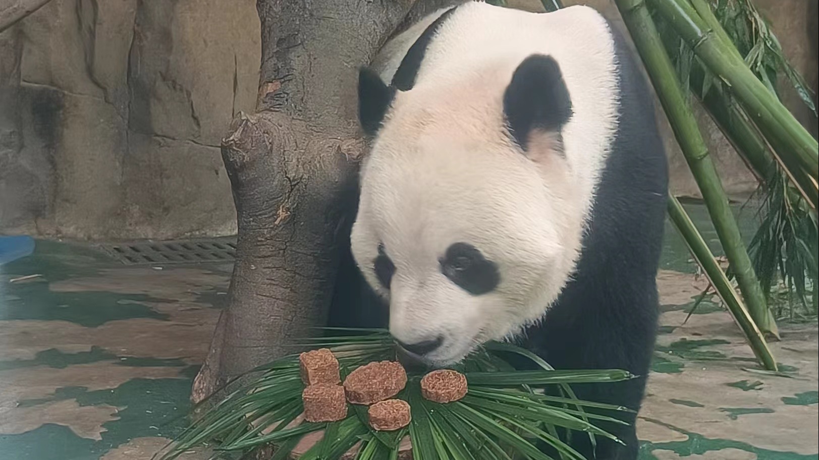 中秋国庆将至 成都动物园里“双节”气氛拉满了！