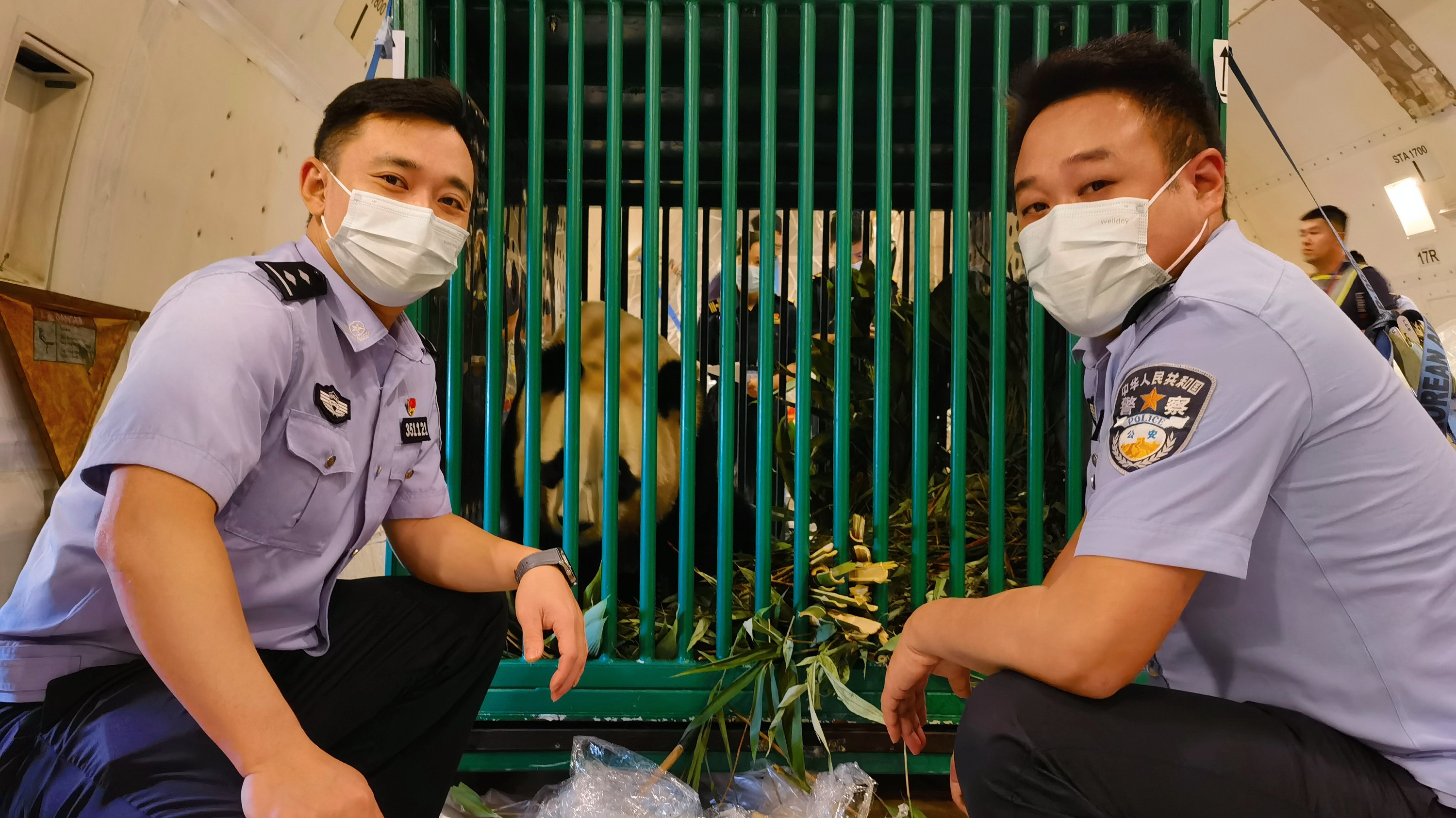 成都边检开通“绿色通道”迎接首只在荷出生大熊猫“梵星”回国