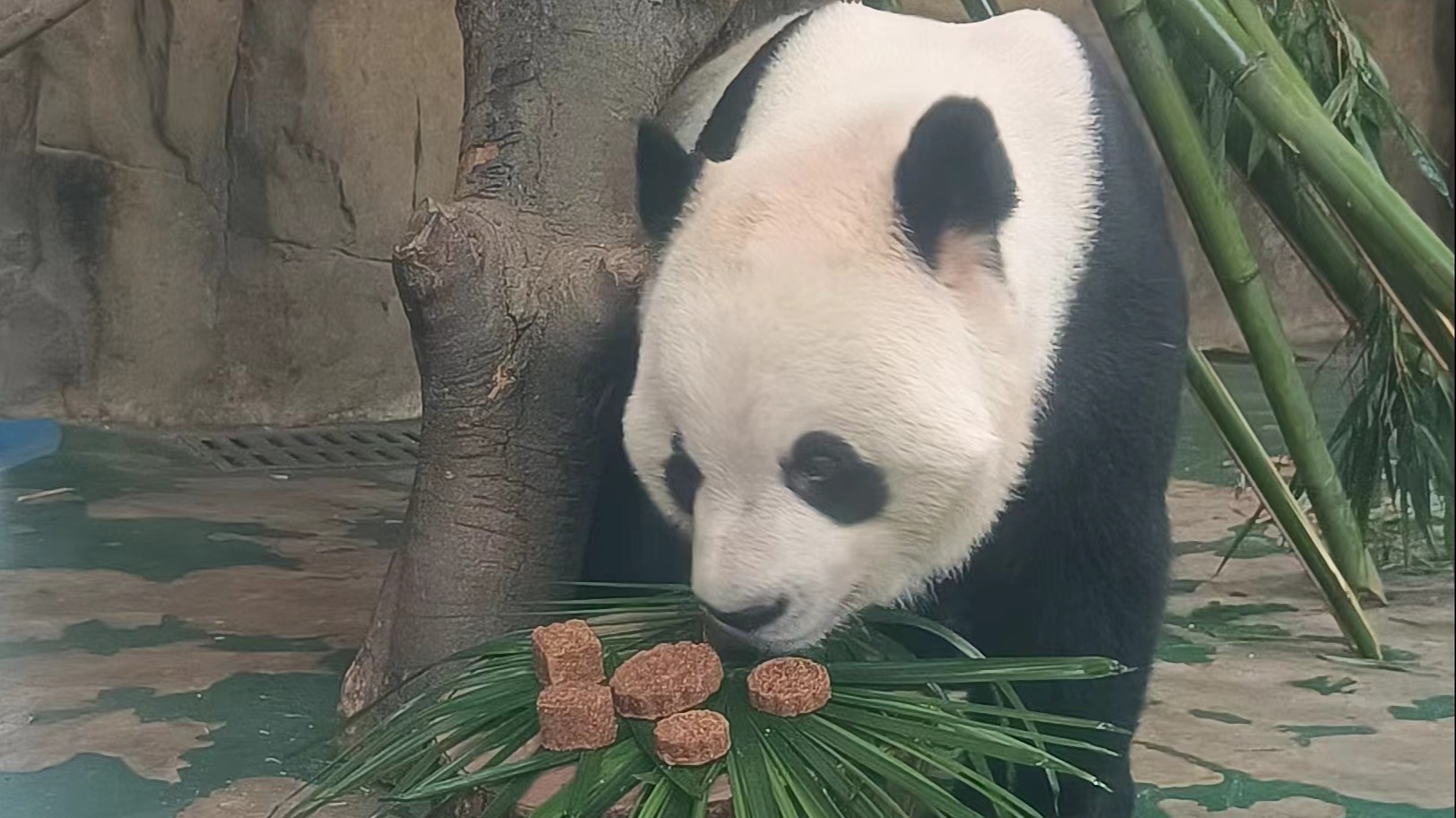 成都动物园：双节每日限流5.5万人 线上可提前3天购票