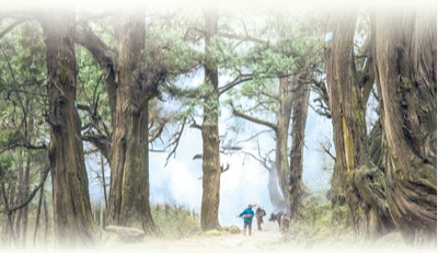 人民日报整版关注翠云廊保护：青苍簇拥越千年