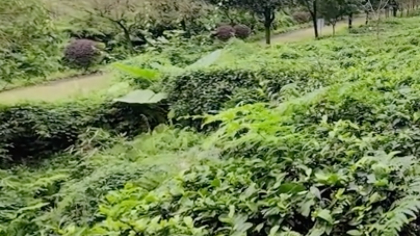 视频｜非遗节感受非遗魅力 看度新闻记者探访青城传统制茶技艺