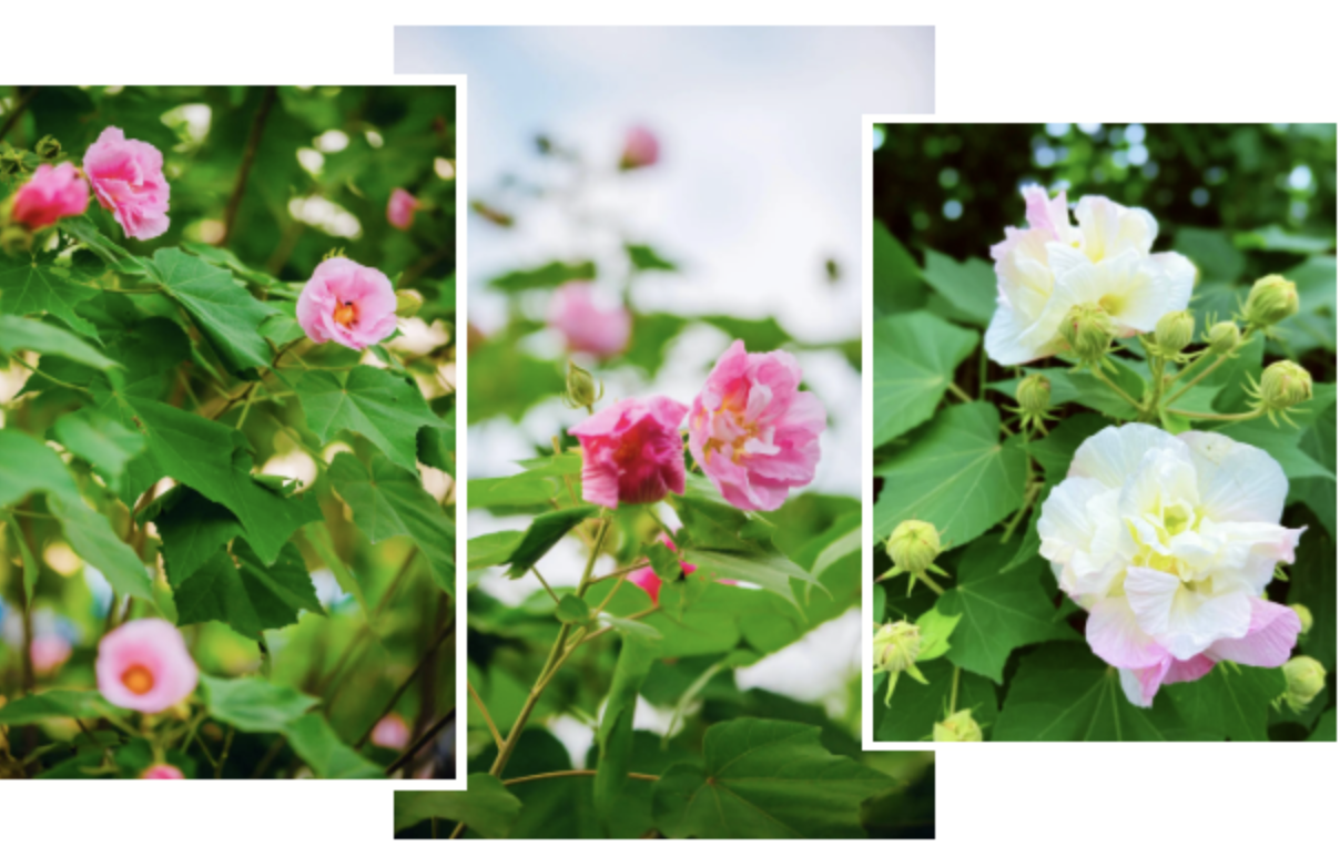 QQ20231024-161216@2x.png