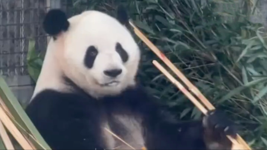 网友反映大熊猫“萌兰”受伤，北京动物园回应
