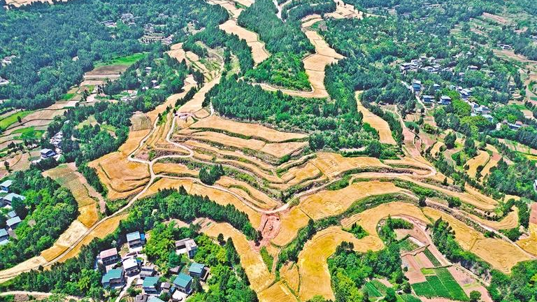 这里的撂荒耕地是如何“清零”的——对四川省的深度调查