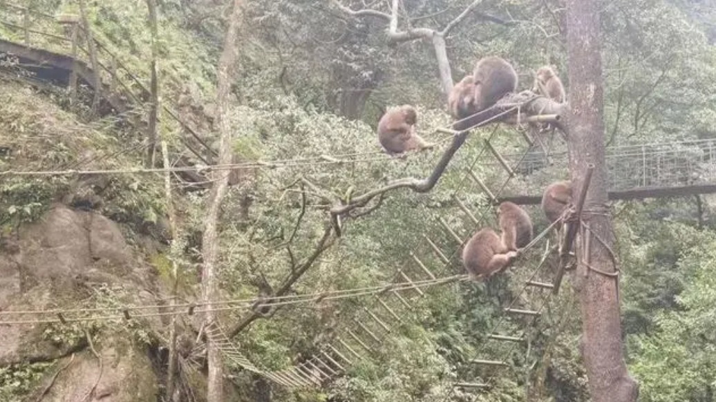 峨眉山景区招聘15名猴群管理员 网友：可能只有孙悟空能管！
