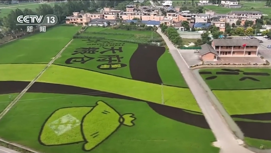 高质量发展调研行 四川： “天府粮仓”的“新农人”