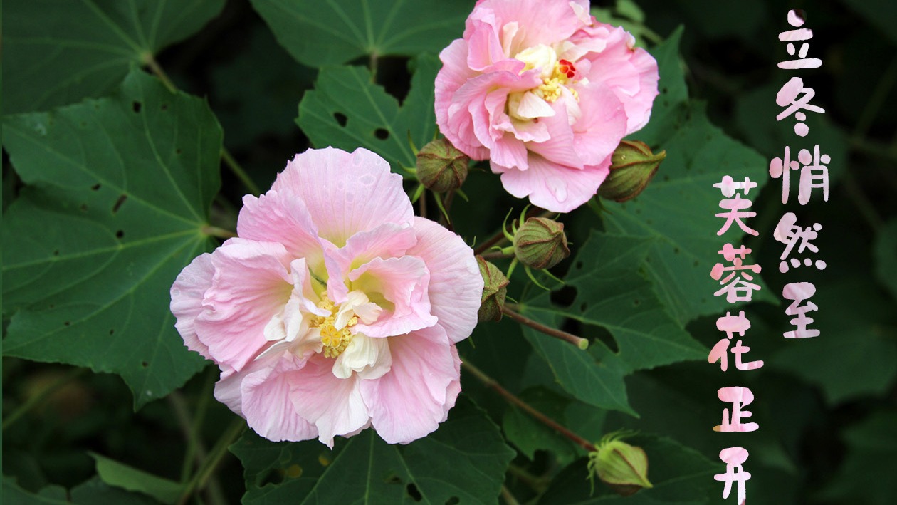 视频｜醉美锦官城 芙蓉花正开