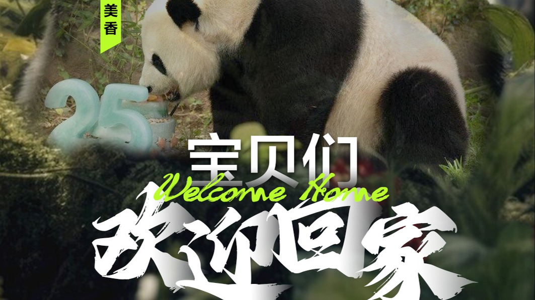宝贝们，欢迎回家！大熊猫“美香”一家三口抵达成都