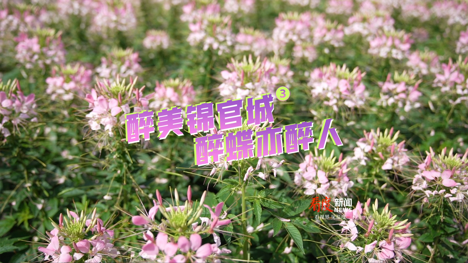 视频｜醉美锦官城 醉蝶亦醉人