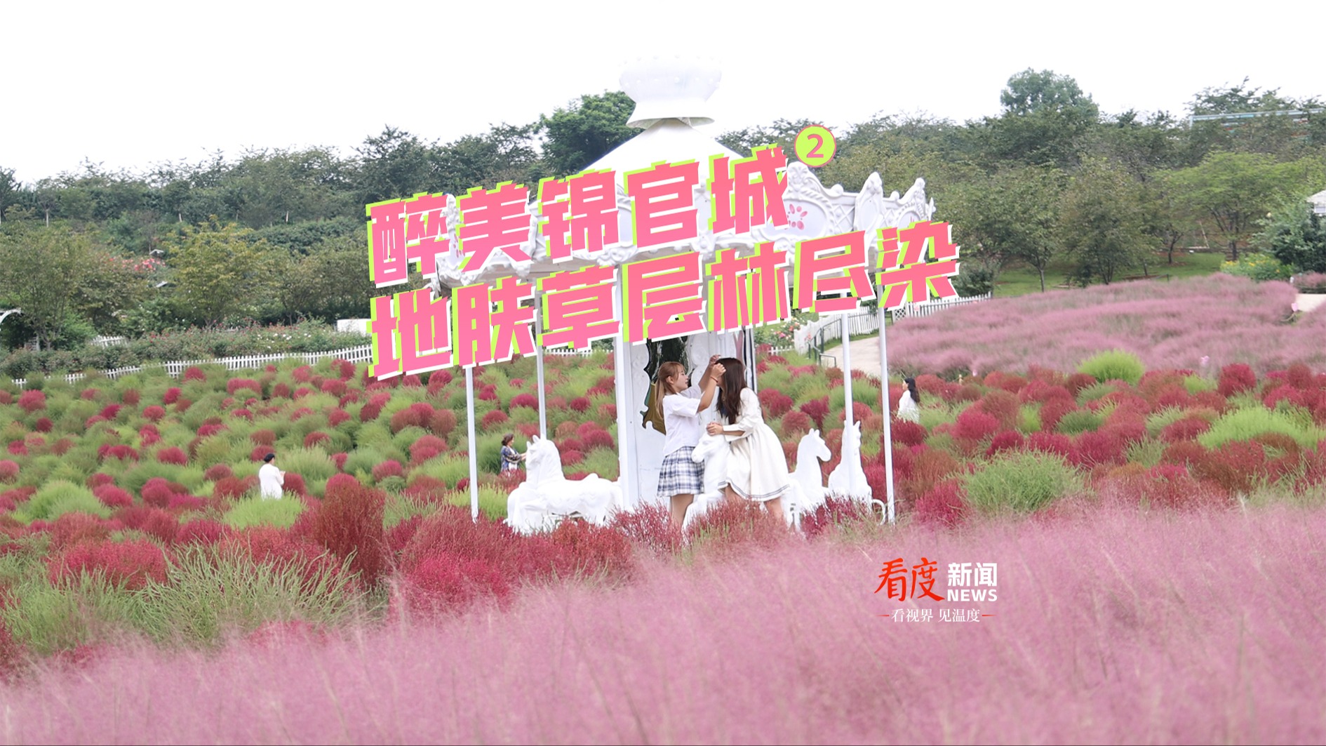 视频｜醉美锦官城 地肤草层林尽染