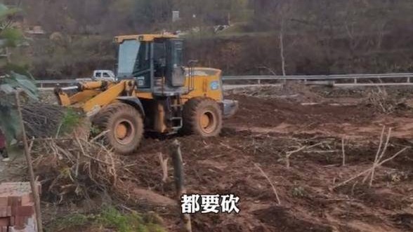 陕西丹凤县回应“强砍3万多棵国槐树”事件：已成立调查组