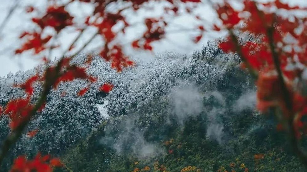 西岭雪山下雪了！白雪与彩林相遇成为入冬以来最美的童话