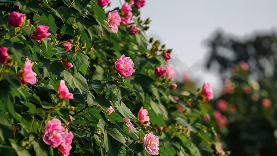 芙蓉花开正芬芳！去温江街头收获属于你的芙蓉“诗”境~