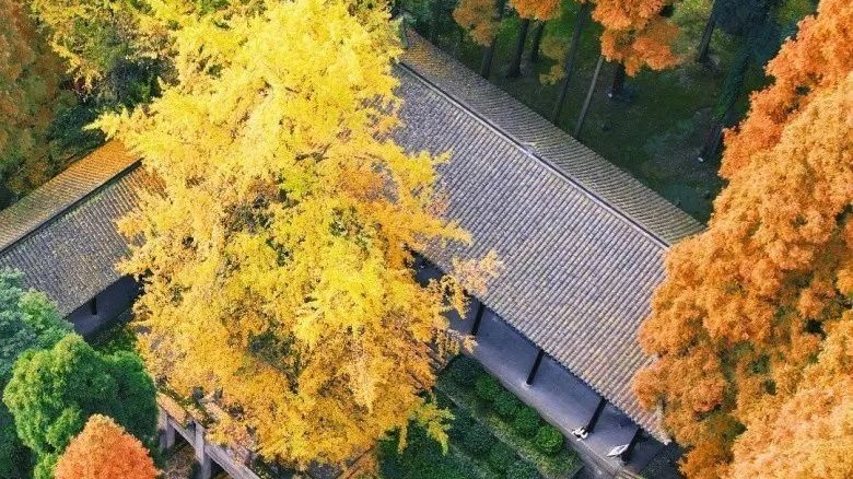 成都第一波银杏黄了！ 最美的风景都在这些地方
