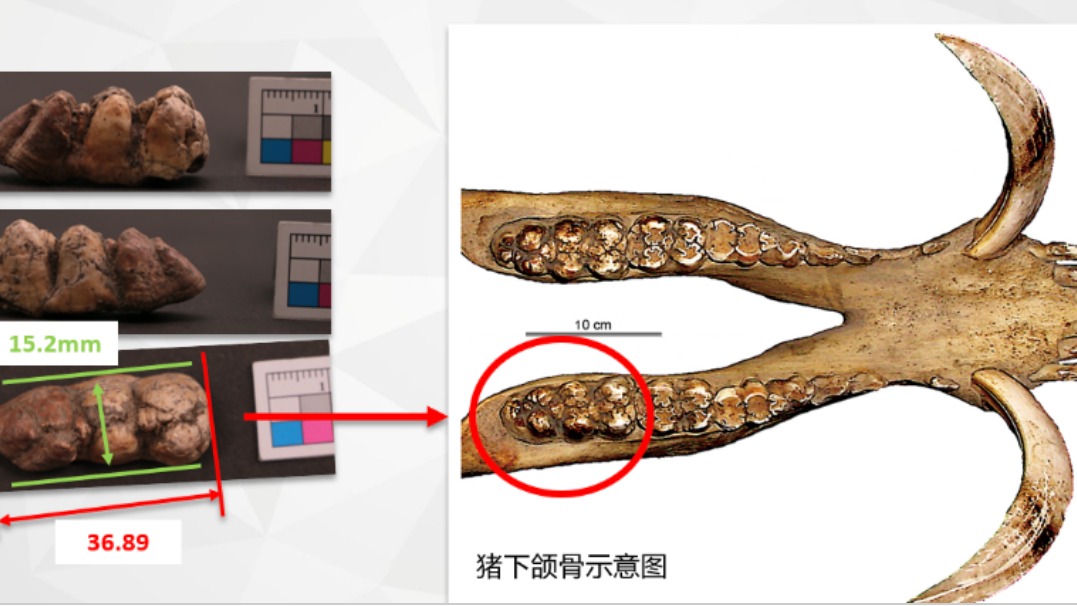 三星堆遗址考古多学科研究重要成果发布