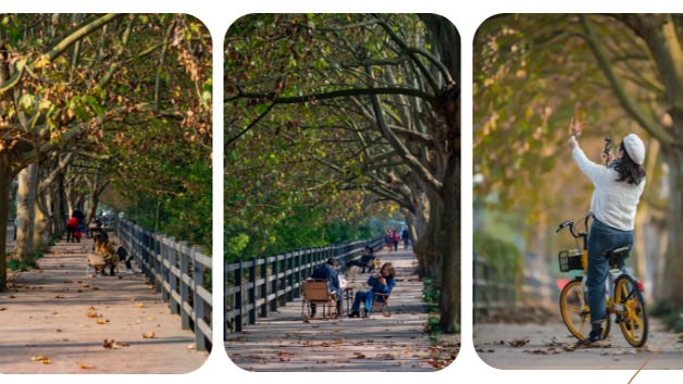 出圈！来温江看“美拉德”在最美梧桐大道蔓延～