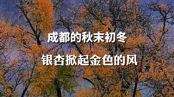 视频 | 邂逅成都最美银杏季 随手一拍都是美景！