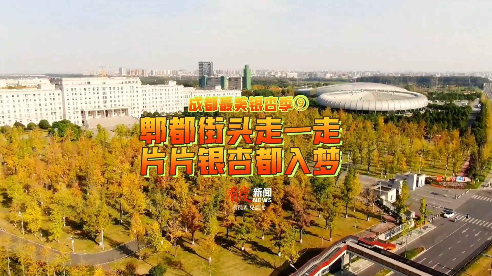 视频 | 郫县街头走一走 片片银杏都入梦