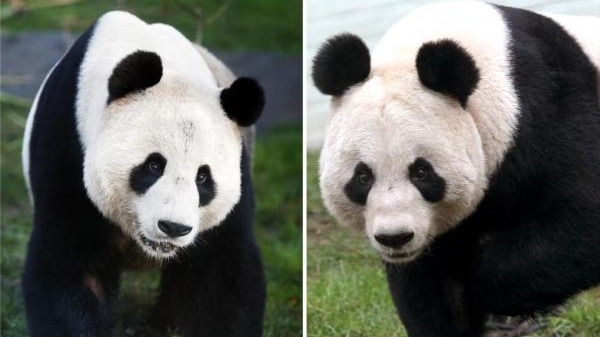 旅英大熊猫“阳光”“甜甜”将回国，外交部：已做好准备工作