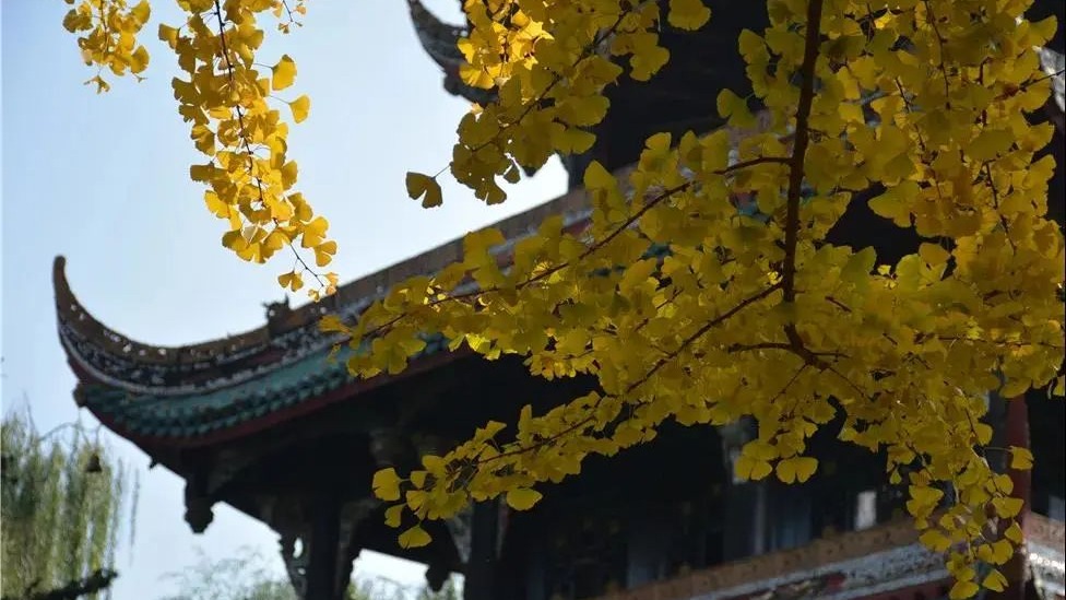 成都银杏进入最佳观赏期！这些热门打卡点值得收藏