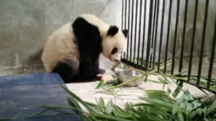 陕西周至被救大熊猫体况趋于稳定，正对症继续治疗
