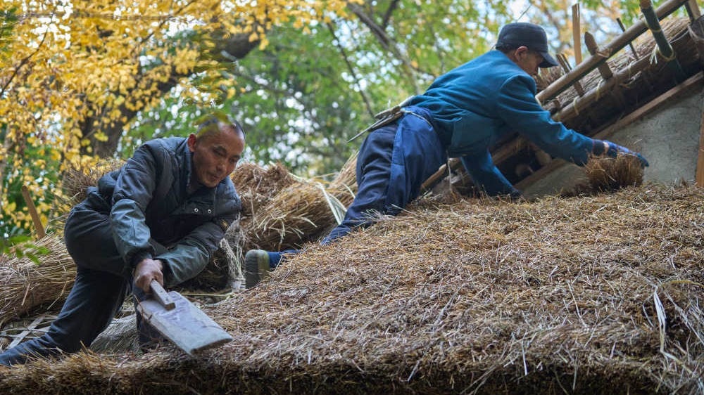 茅屋不再为寒风所破 杜甫草堂茅屋启动岁修翻新