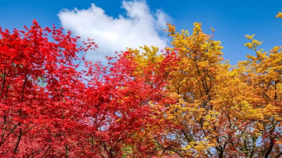 在温江遇见你，一起看“枫”景~