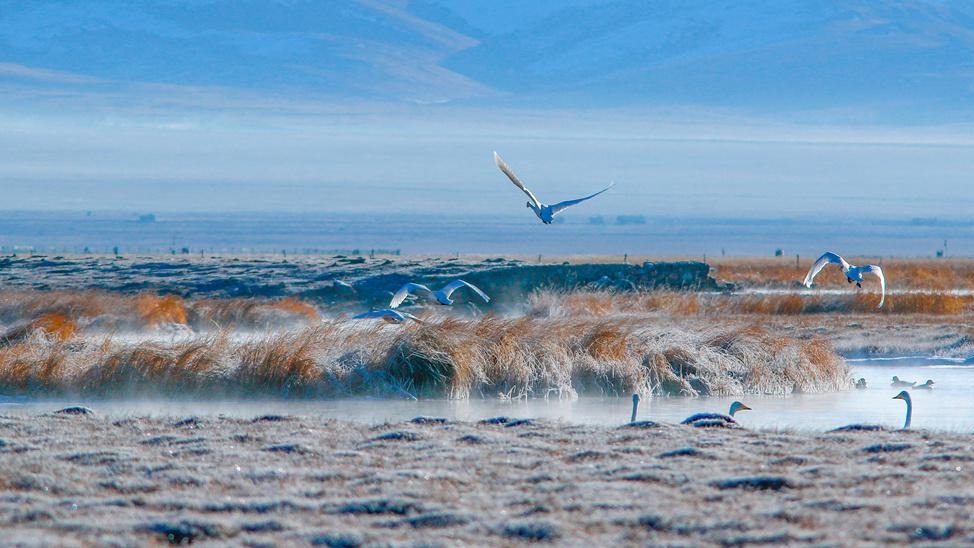 国家公园蹲点记⑩丨阿坝：书写黄河国家文化公园的上游篇章