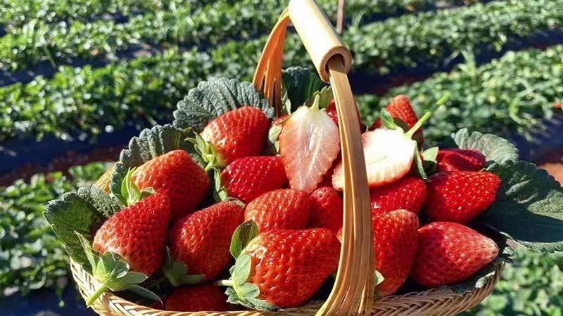 凉山“金土地”种出丰收和幸福