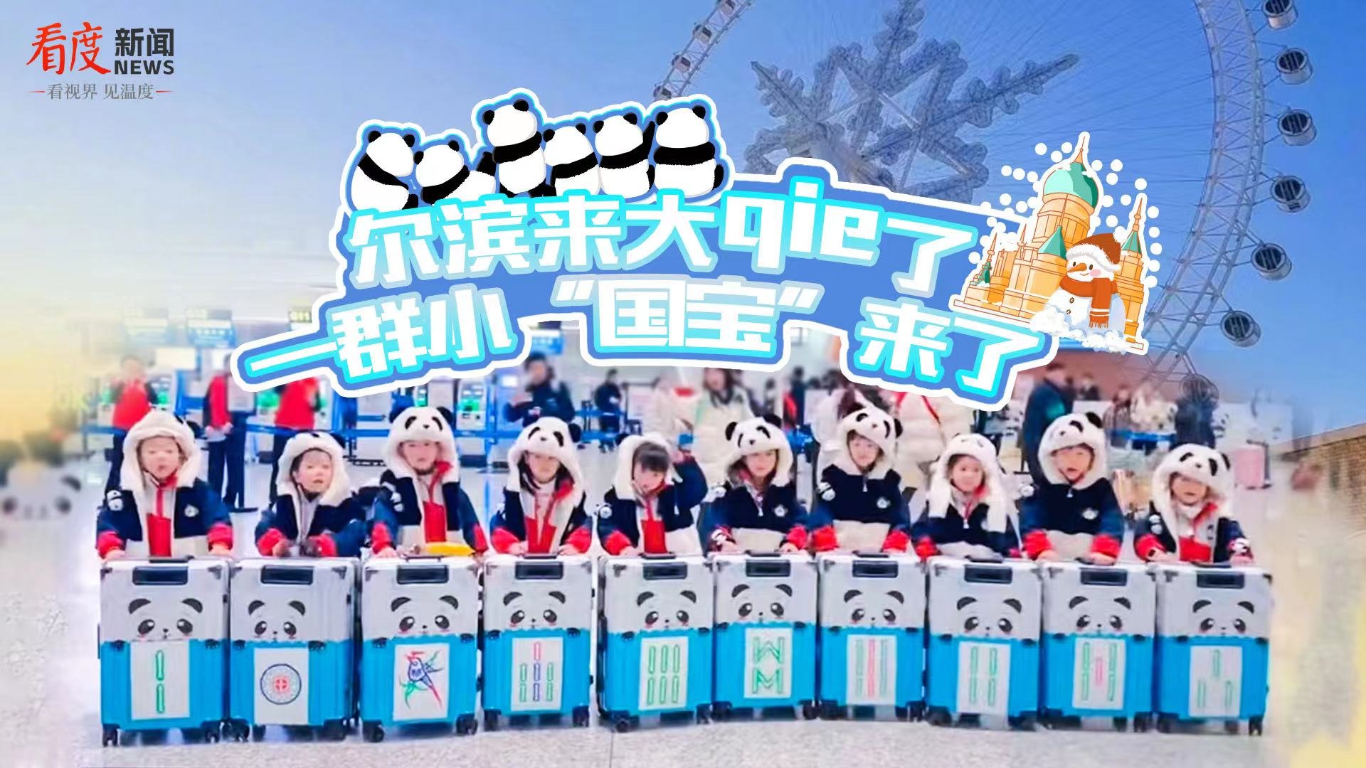 直播｜尔滨来大qie了 一群小“国宝”来了