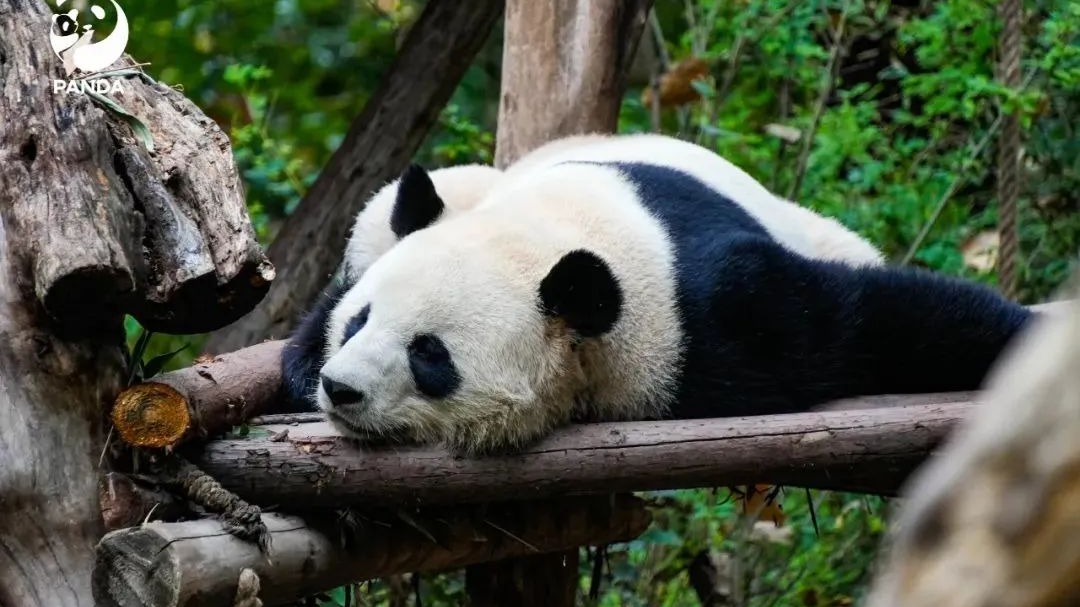 四川“小熊猫”已抵哈！@尔滨老铁们，“狼牙土豆”邀请你来成都走走看看