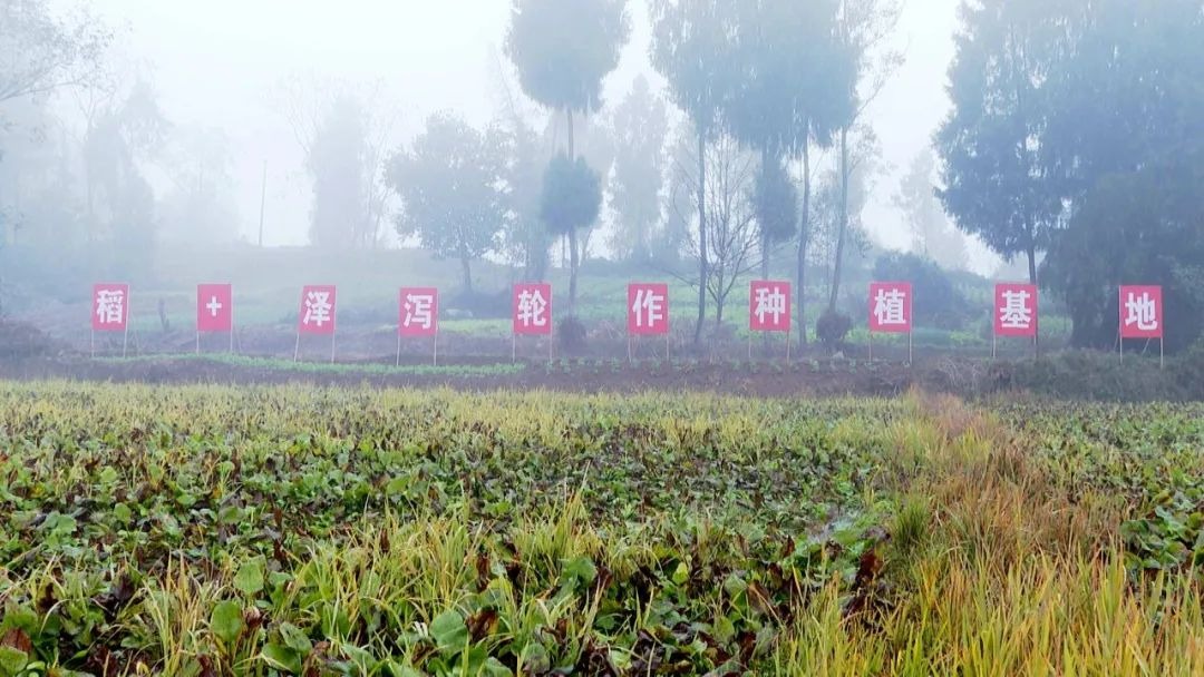 【城乡融合发展渠县实践】渠县：药田飘香采收忙 群众增收有“良方”