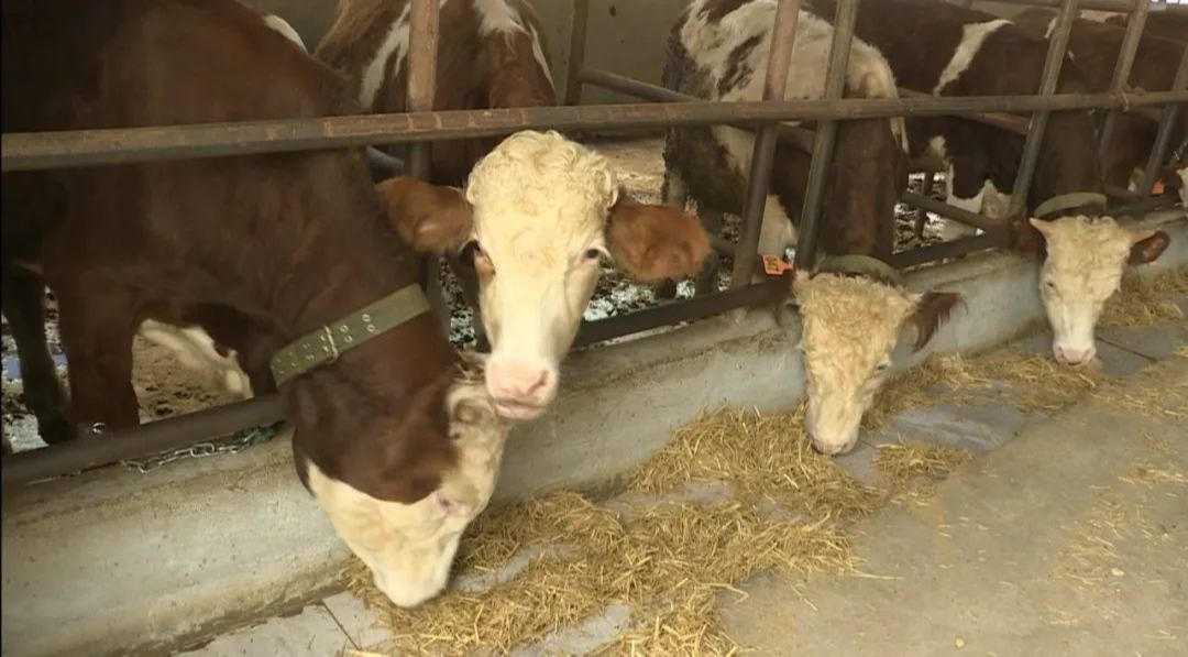 广元剑阁：大力发展肉牛产业 为乡村振兴添“牛劲”