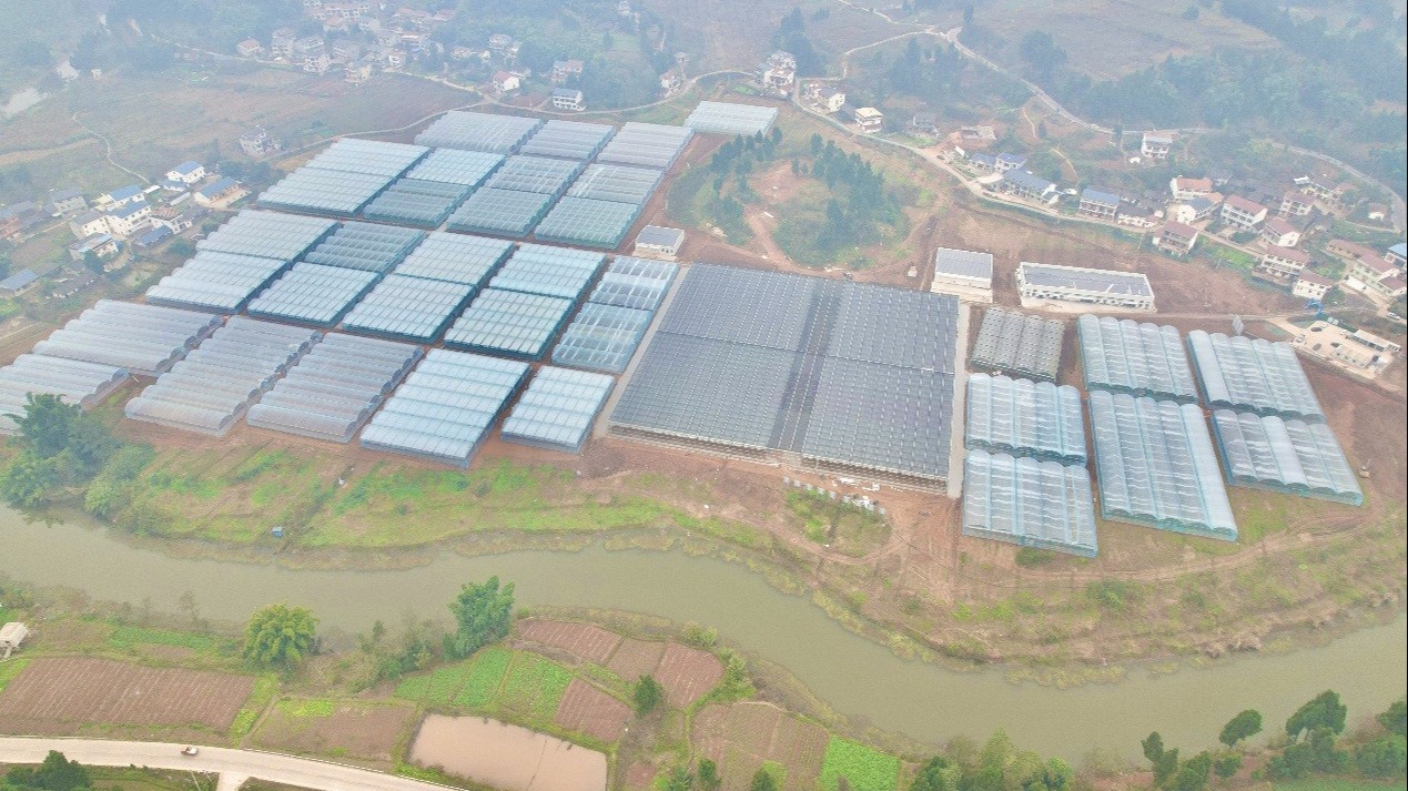 成都都市圈再添年产超千吨蔬菜保供示范基地