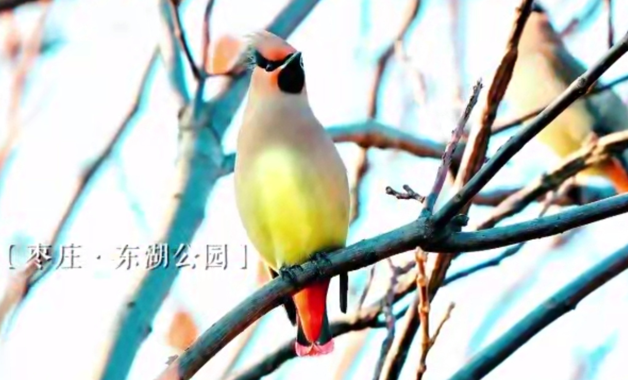 视频｜精灵舞清冬，冬日限定美景上线啦，一起来赴约吧！