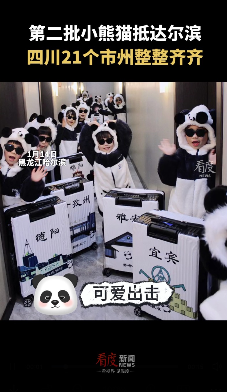 视频｜可爱出击！第二批“小熊猫”抵达“尔滨”，网友喊话：四川21个市州齐了！